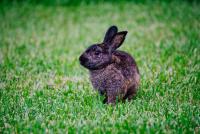 a rabbit standing in a field of grass at Sea-Hi B&amp;B in Yanliau