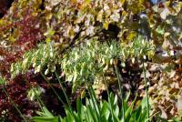 a green plant with white flowers in a garden at Landhotel Lützen-Stadt in Lützen