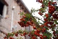 a bunch of berries on a tree in front of a building at Landhotel Lützen-Stadt in Lützen