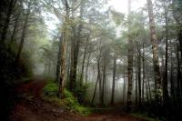 a misty forest with trees and a dirt road at Winnie Homestay in Longtian