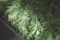 a close up of a bunch of green vegetables at Winnie Homestay in Longtian