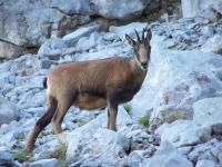 ホステルの敷地内または近くにいる動物