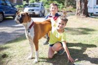 a boy and a girl with a dog and a cat at Lorne Foreshore Caravan Park in Lorne