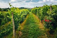 Vonkajšia záhrada v ubytovaní Agriturismo Dacapo