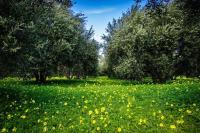 A garden outside Authentic Cretan Stone Windmill
