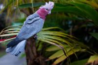 a pink bird sitting on a tree branch at Le Rayon Vert in Deshaies