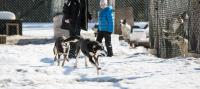 two dogs are playing in the snow with a child at Överkalix Jockfall Holiday Home in Jock