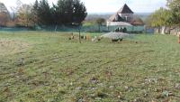 a group of chickens in a field with an umbrella at Le Mas de Cascabel in Causse et Diege