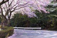 ホテルの近くで見られる自然の景観