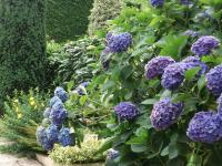 a bush of purple flowers in a garden at Pavillon Kalensa in Vals-les-Bains