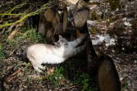 Gallery image of Le Chat Blanc in Versols-et-Lapeyre