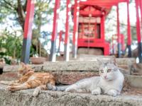 &#x5165;&#x4F4F;&#x5C71;&#x57CE;&#x5929;&#x5D50;&#x5EAD;&#x5712;&#x6C11;&#x5BBF;&#x7684;&#x5BF5;&#x7269;