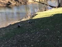 Blick auf einen Fluss in der Nähe der Ferienwohnung