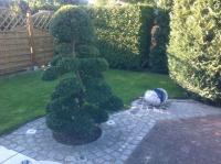 a small tree in the middle of a garden at Pension zum Yachthafen in Waren