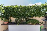 Vonkajšia záhrada v ubytovaní Casa Colibrì - Solemar Sicilia