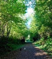 three animals walking down a dirt road with trees at La Bichurie in Feugères