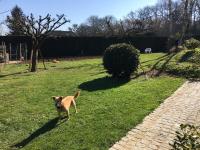 a dog standing in the grass in a yard at AU BONHEUR in Idron