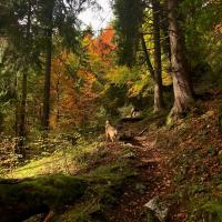 a dog walking down a trail in the woods at Ancienne école du Mont in Servoz