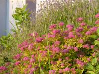 a garden with pink flowers and tall grass at Chez Grace in Wissant