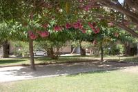 a bunch of pink flowers hanging from trees at Dans un écrin de verdure in Hyères