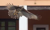 Půdorys ubytování Hotel Rural Yeguada Albeitar