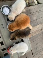 宿泊客と一緒にとまり木に滞在中のペット