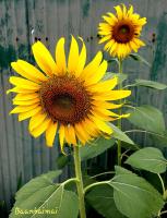 two yellow sunflowers in front of a fence at Baan Baimai Boutique Room in Phra Nakhon Si Ayutthaya