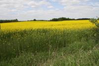 Przyroda w pobliżu tego gospodarstwa agroturystycznego