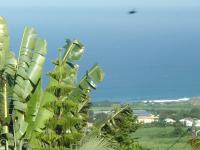 una palmera con un avión volando en el cielo en villa ambralini, en Saint-Pierre