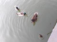 a group of ducks swimming in the water at Péniche La Belle Aimée in Aigues-Mortes