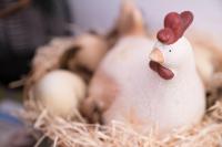 Állatok a vendégházban vagy a közelben