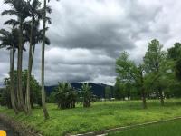 a group of palm trees on a grass field at Yilan Real Fun Homestay in Dongshan