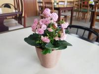 a pot of pink flowers sitting on a table at Ming Yang B&amp;B in Fenqihu
