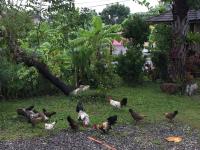 a group of chickens standing in the grass at Beautiful Yilan Resort in Dongshan