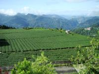 a field of green crops with mountains in the background at Alishan B&amp;B YunMinGi in Fenqihu