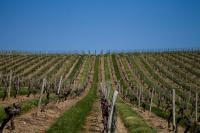 Gallery image of Vignoble Château Piéguë - winery in Rochefort-sur-Loire