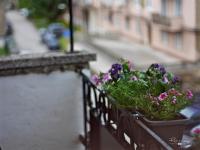 Vonkajšia záhrada v ubytovaní Emily Apartment