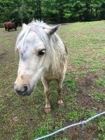 Animales en la casa o chalet o alrededores