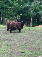 Animales en la casa o chalet o alrededores