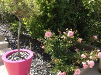 a pink pot with a tree in a garden with pink roses at Suite panoramique à Tulle in Tulle