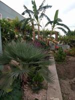 Jardín al aire libre en Casa Baleso