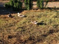Animales en la casa o chalet o alrededores