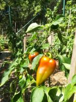 Vonkajšia záhrada v ubytovaní Organic Gardens Villa