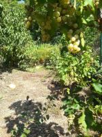 Vonkajšia záhrada v ubytovaní Organic Gardens Villa
