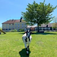 Animales en el hotel o alrededores