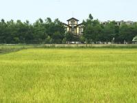 a large field of grass with a house in the background at Rothenburg Lodge in Wujie