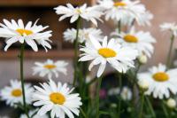 Zahrada ubytování Girasole Villa