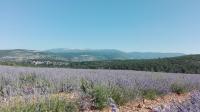 a field of lavender with mountains in the background at LA MAGUETTE in Sault-de-Vaucluse