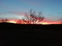 a tree in a field with the sunset in the background at LA MAGUETTE in Sault-de-Vaucluse