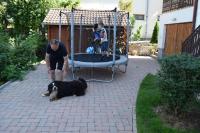 Domáce zviera alebo zvieratá hostí v ubytovaní Apartments in Siofok/Balaton 35514
